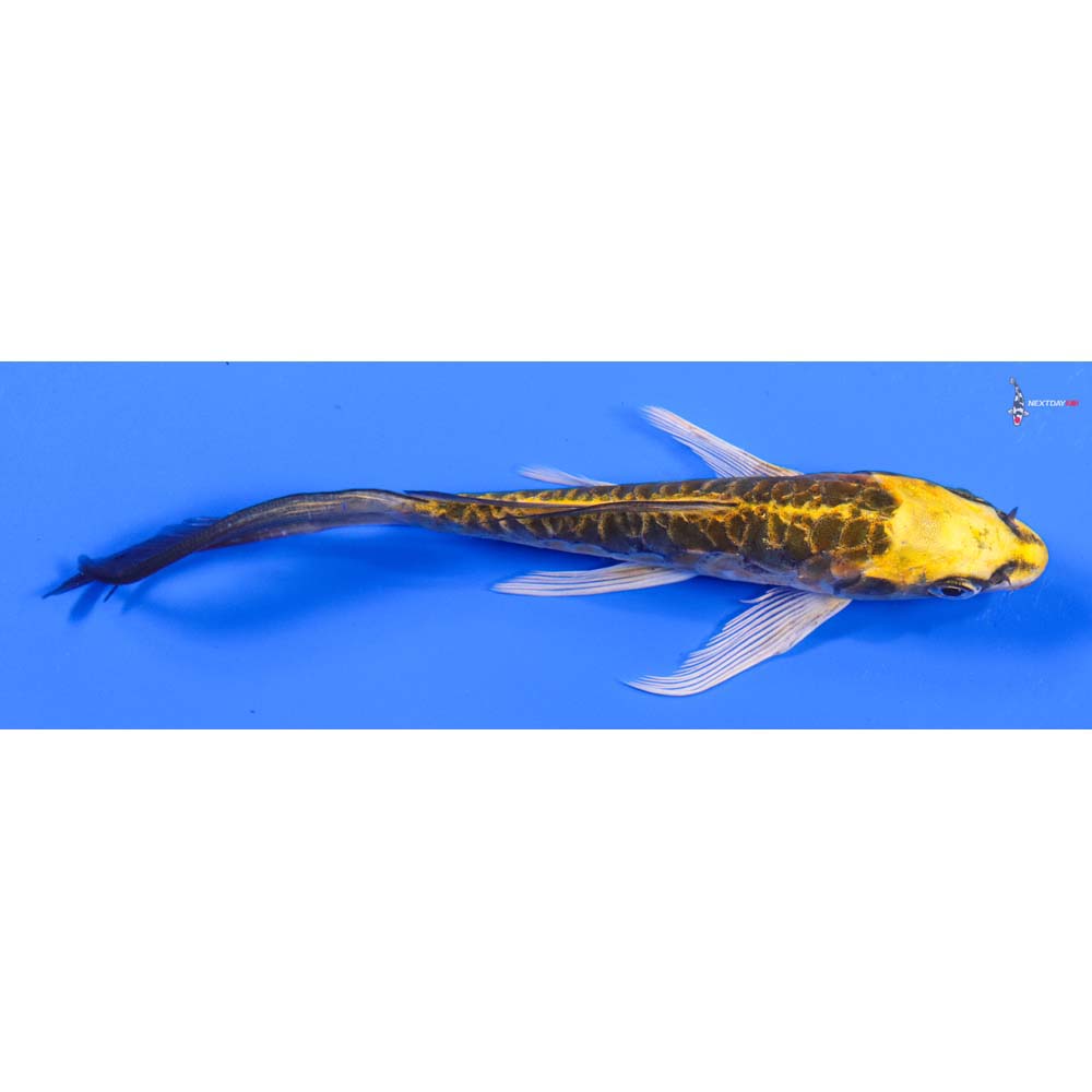 6” Imported Doitsu Ki Matsuba Butterfly Koi