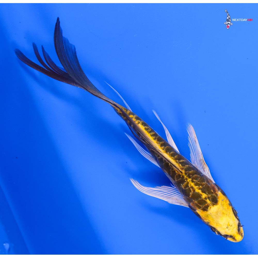 6” Imported Doitsu Ki Matsuba Butterfly Koi