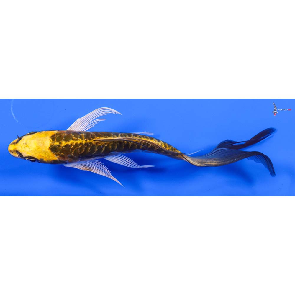 6” Imported Doitsu Ki Matsuba Butterfly Koi