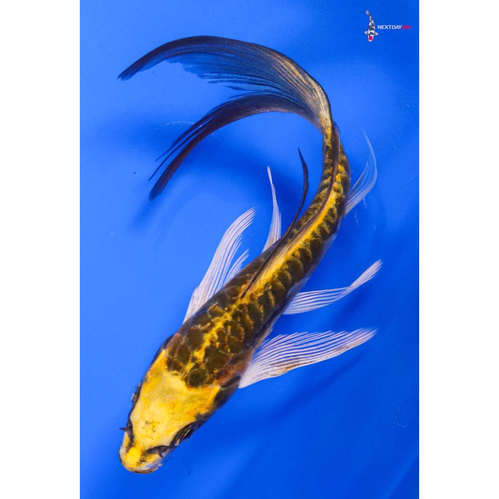 6” Imported Doitsu Ki Matsuba Butterfly Koi