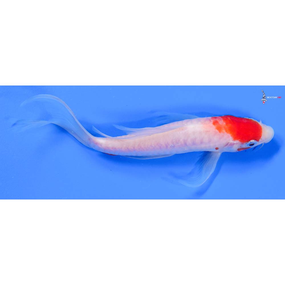 6” Imported Doitsu Kohaku Butterfly Koi