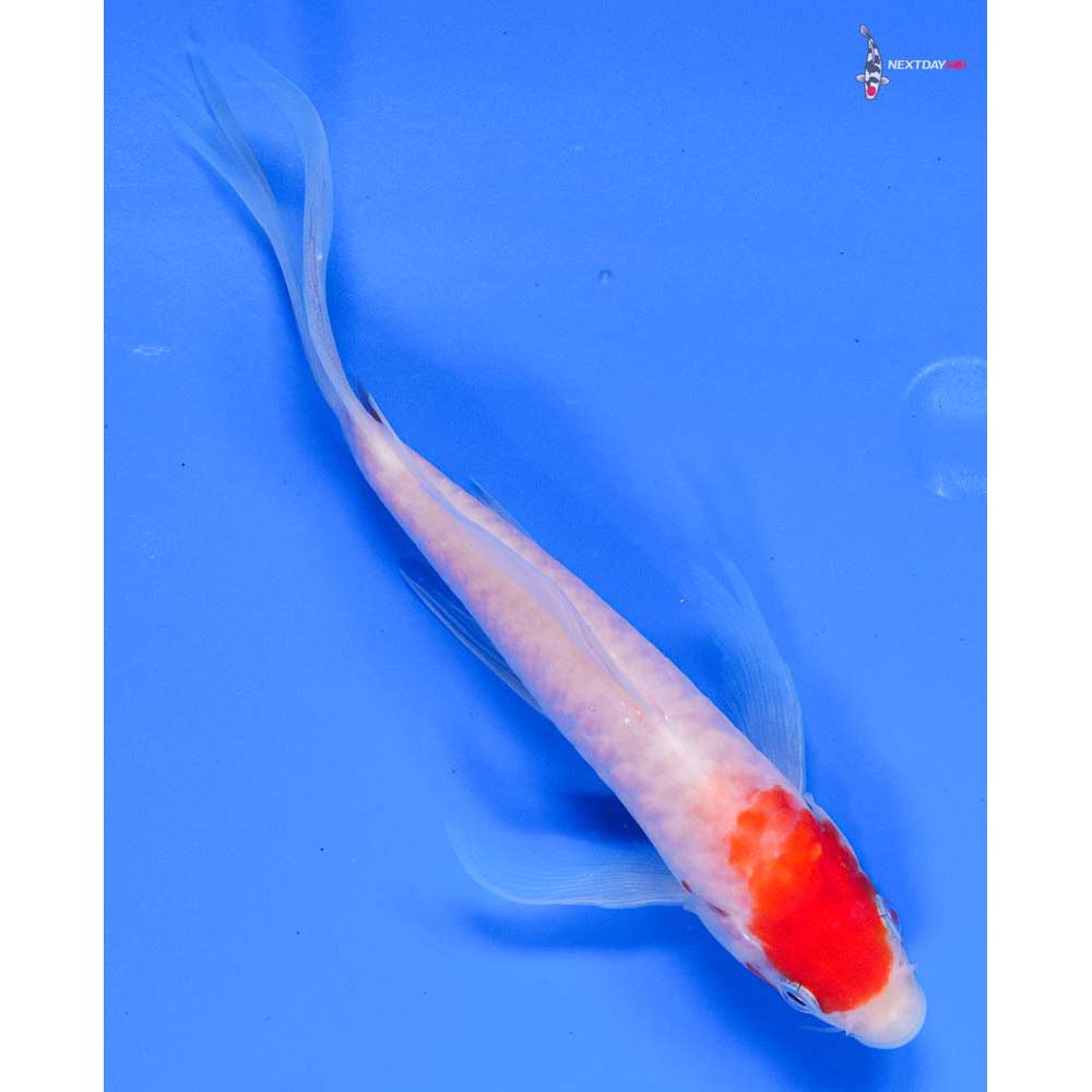 6” Imported Doitsu Kohaku Butterfly Koi