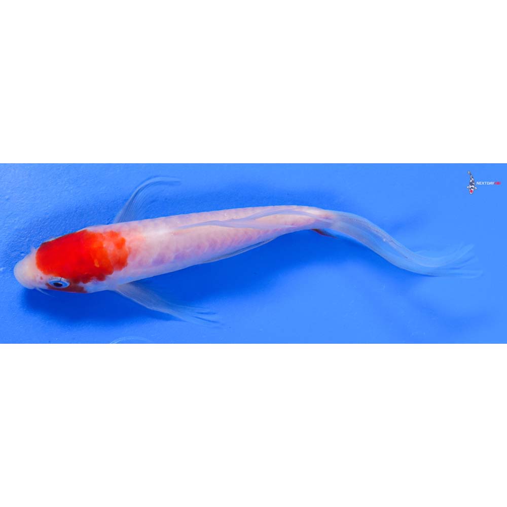 6” Imported Doitsu Kohaku Butterfly Koi