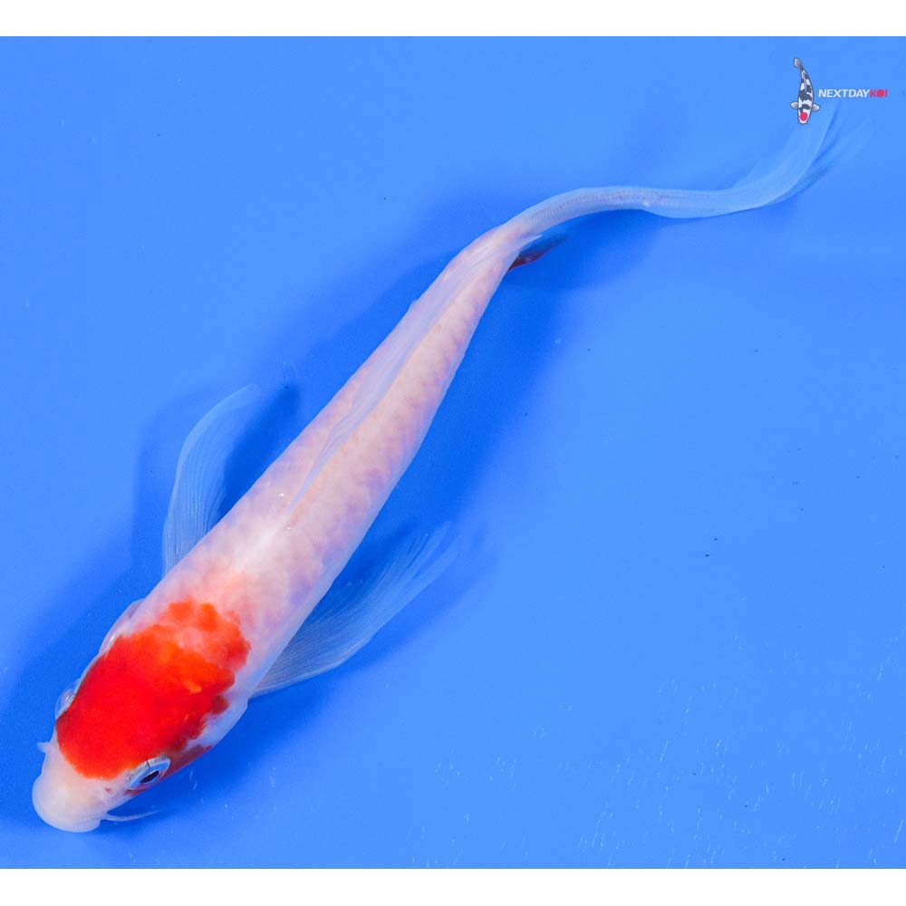 6” Imported Doitsu Kohaku Butterfly Koi