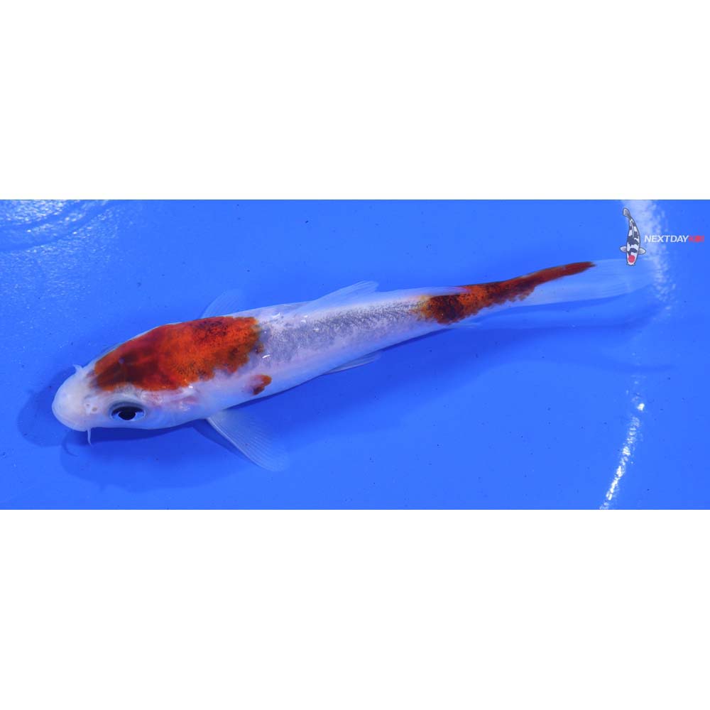 4.5” Imported Goromo