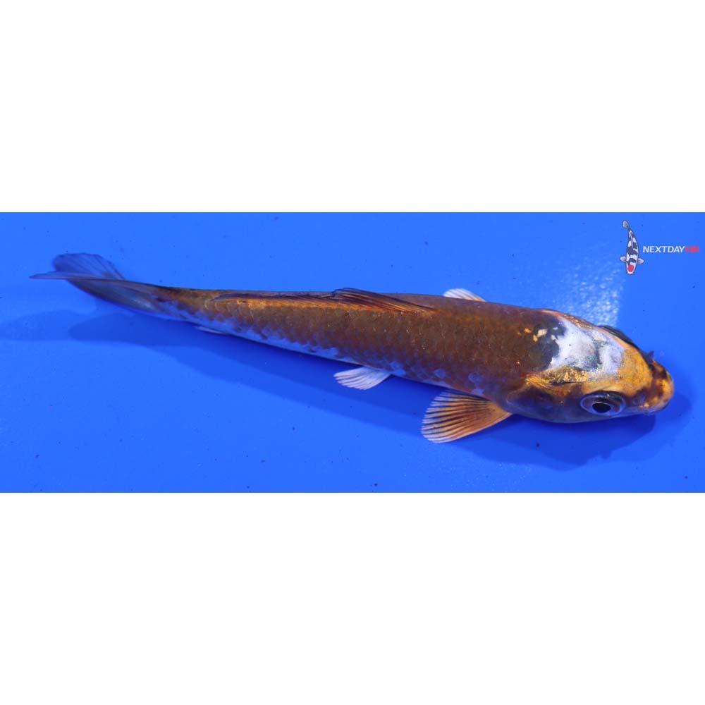 4.5” Imported Kujaku