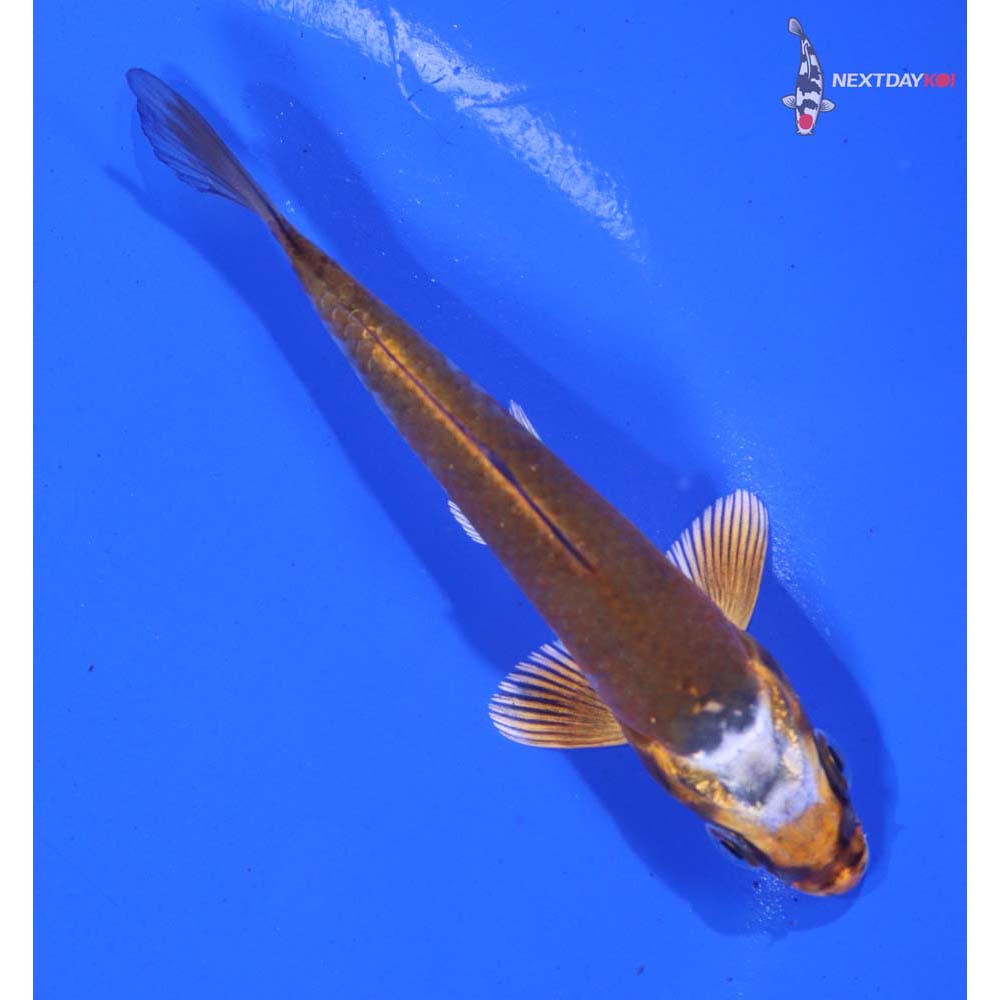 4.5” Imported Kujaku