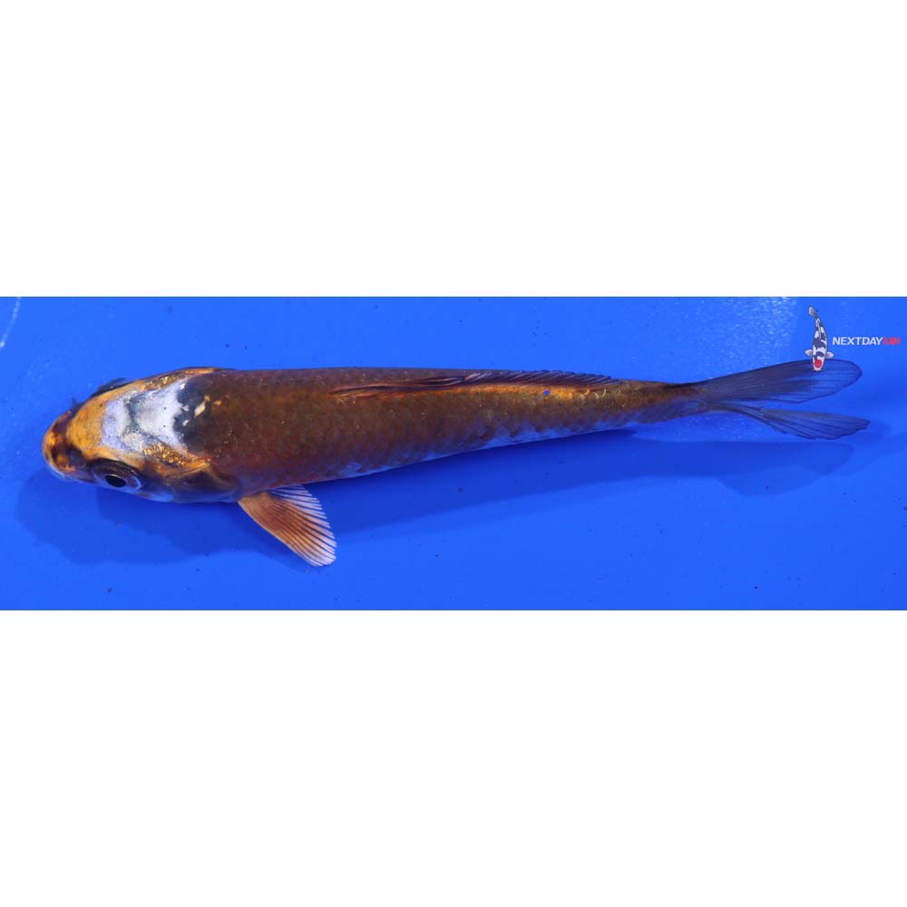 4.5” Imported Kujaku