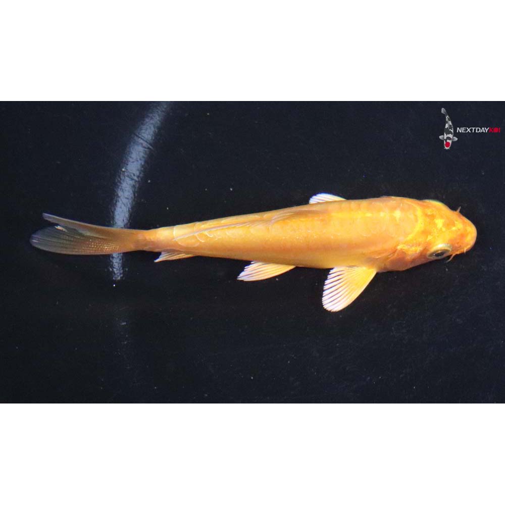 3.5” Imported Doitsu Yamabuki Ogon