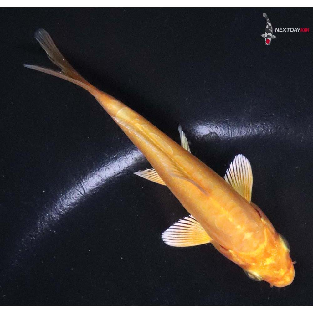 3.5” Imported Doitsu Yamabuki Ogon