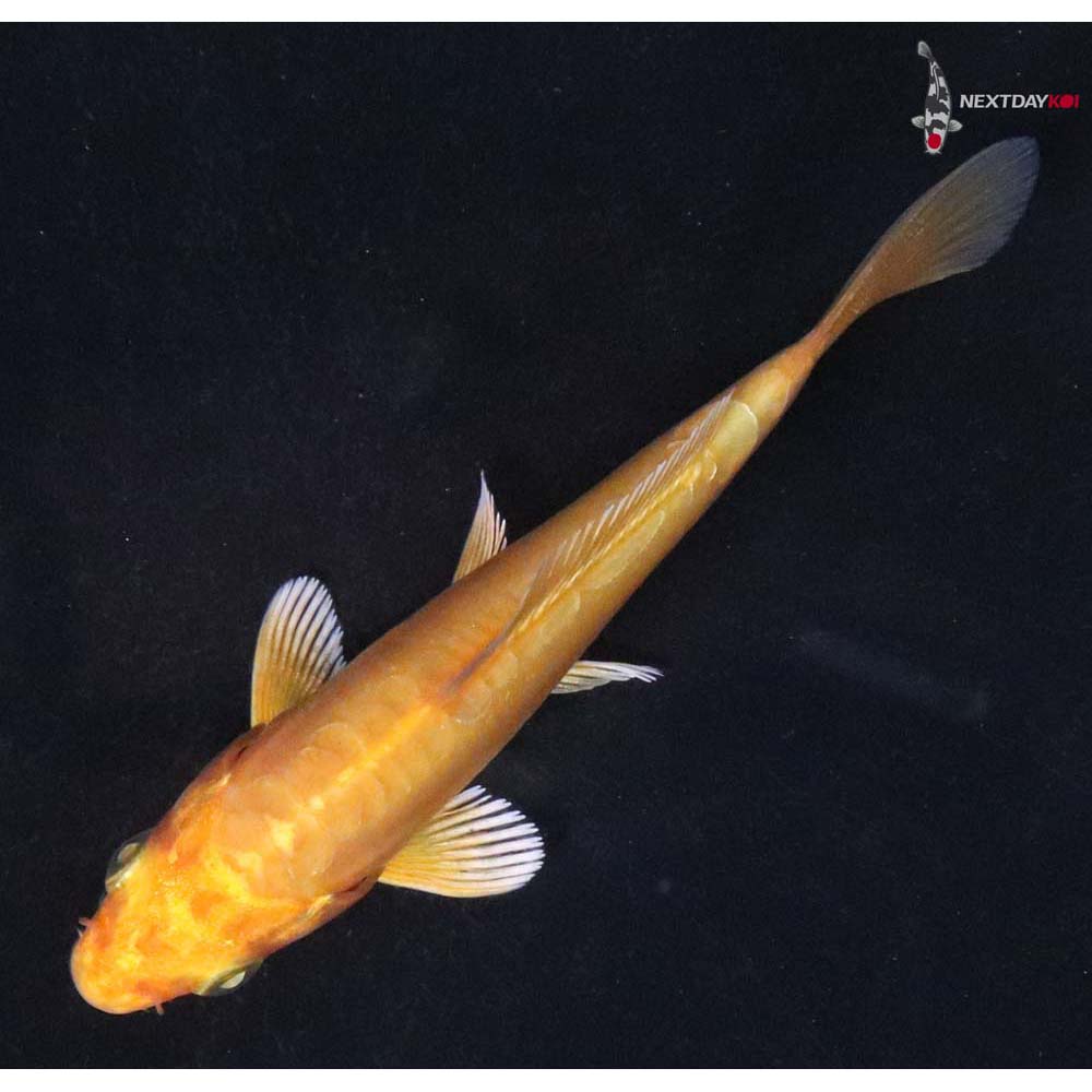 3.5” Imported Doitsu Yamabuki Ogon