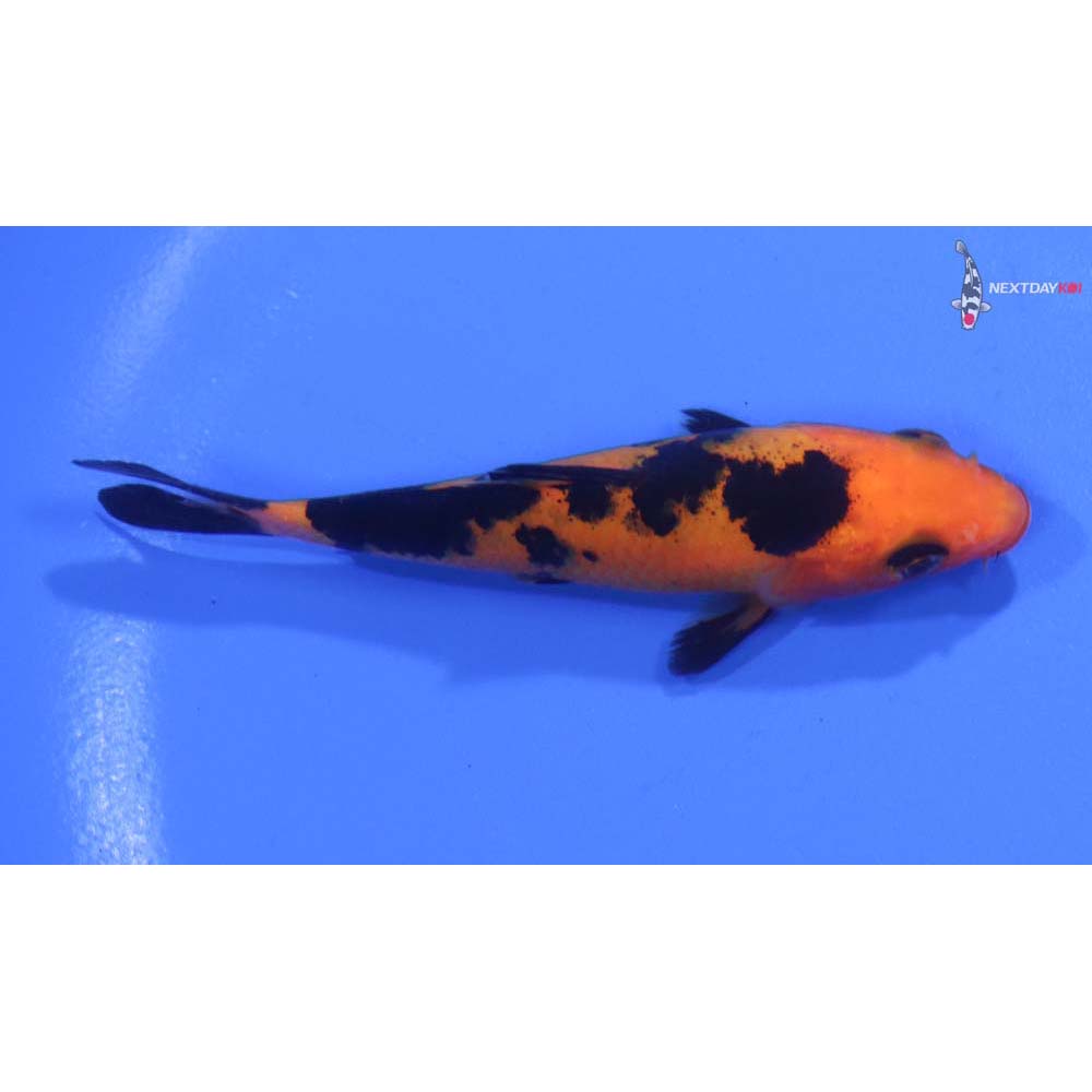 3.5” Imported Aka Bekko