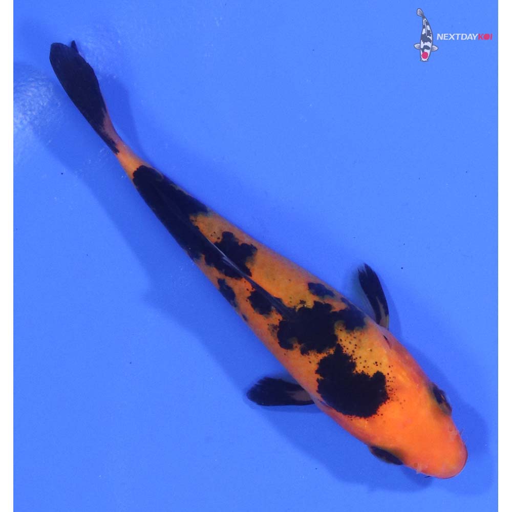 3.5” Imported Aka Bekko