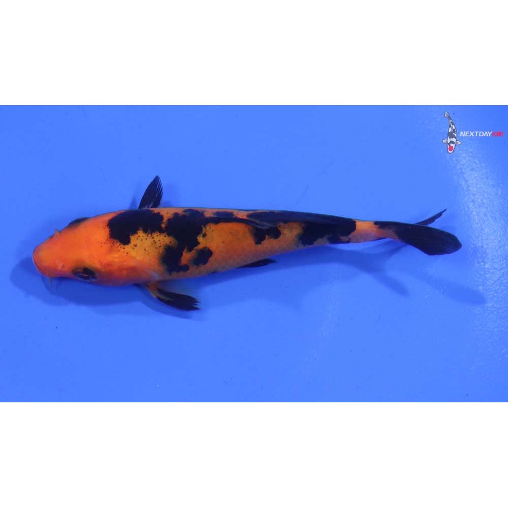 3.5” Imported Aka Bekko