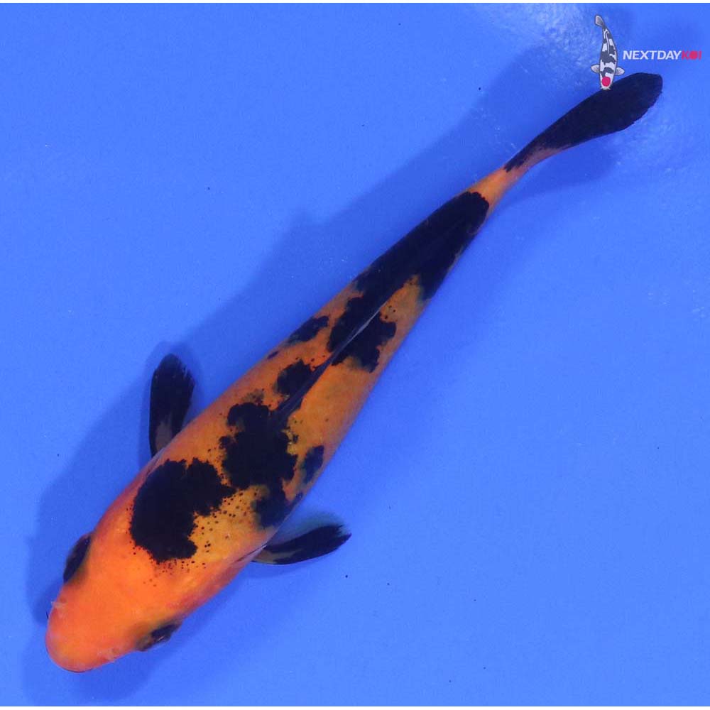 3.5” Imported Aka Bekko