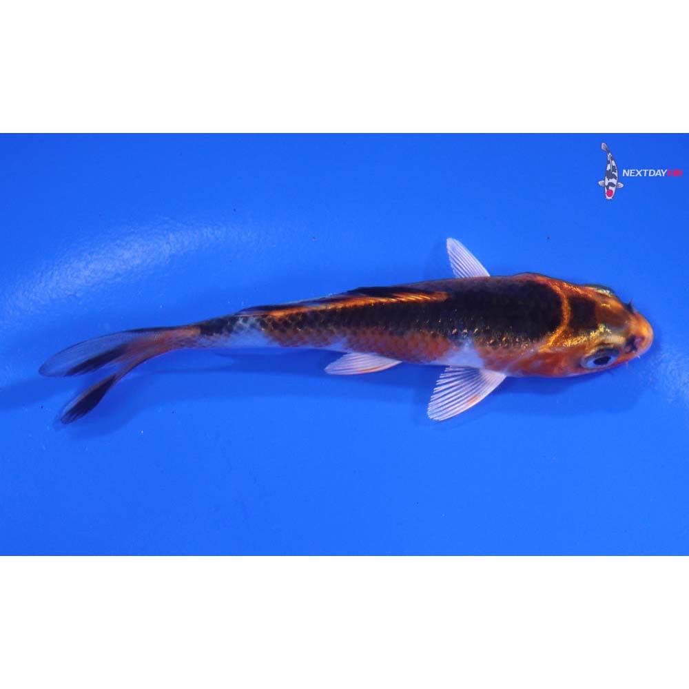 3.5” Imported Kujaku