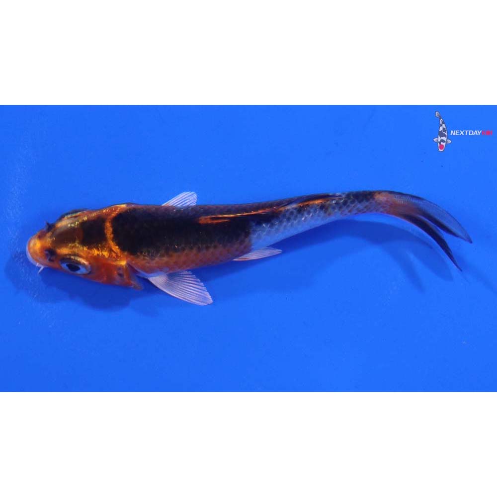 3.5” Imported Kujaku