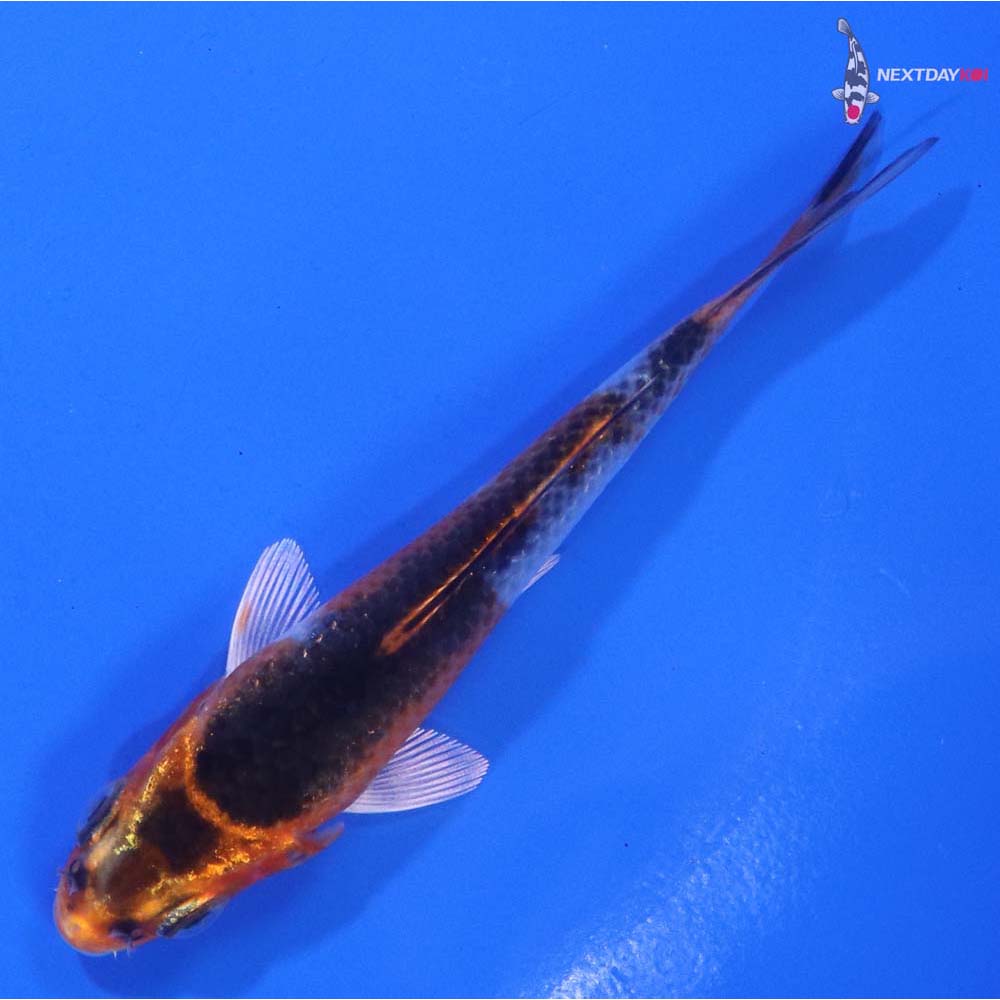 3.5” Imported Kujaku