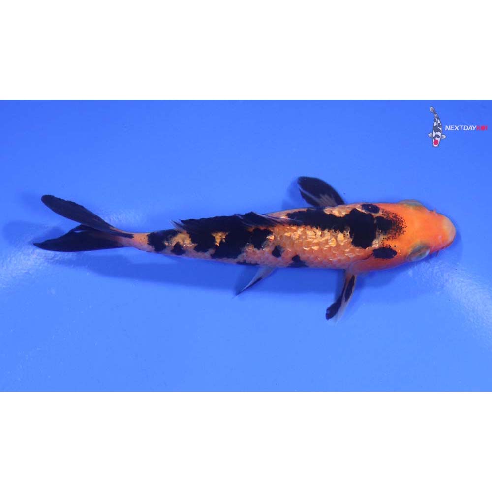 3.5” Imported Gin Rin Aka Bekko