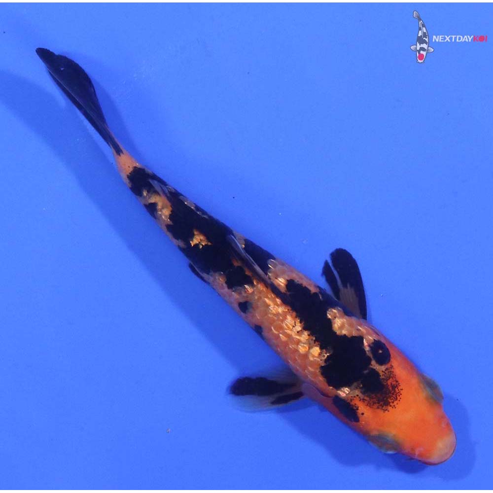 3.5” Imported Gin Rin Aka Bekko