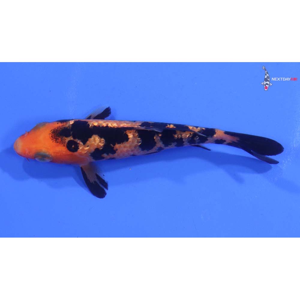 3.5” Imported Gin Rin Aka Bekko