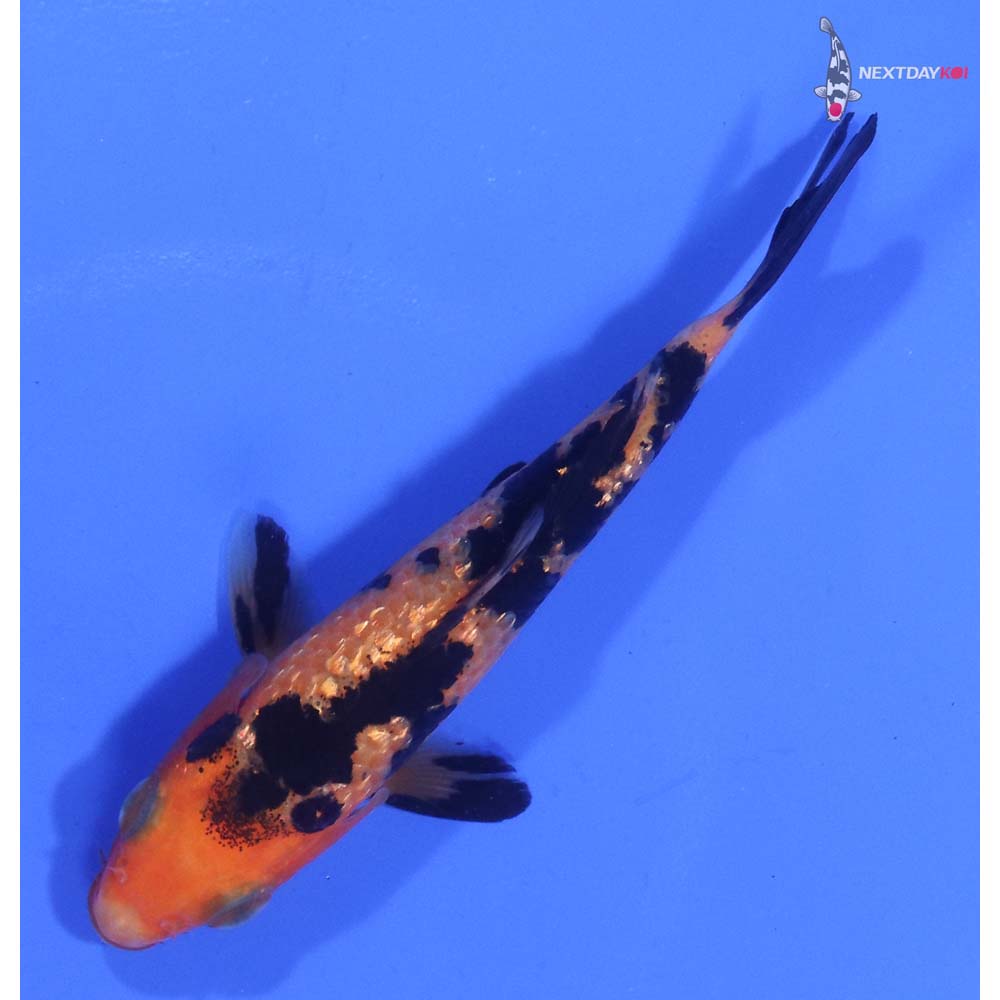 3.5” Imported Gin Rin Aka Bekko