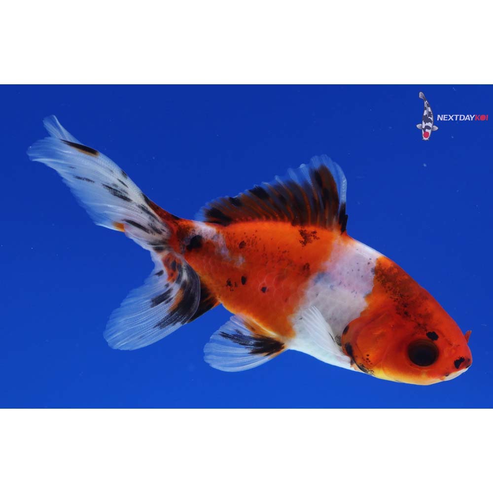 4” Imported Calico Wakin