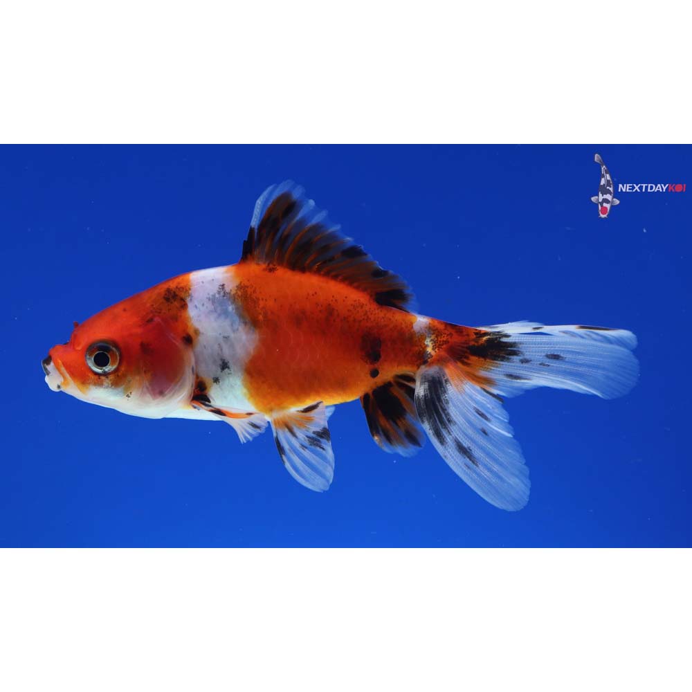 4” Imported Calico Wakin