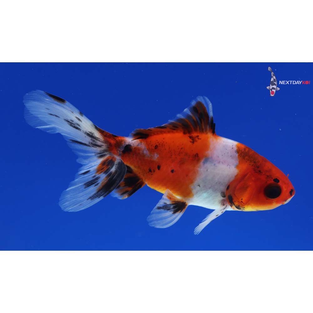 4” Imported Calico Wakin