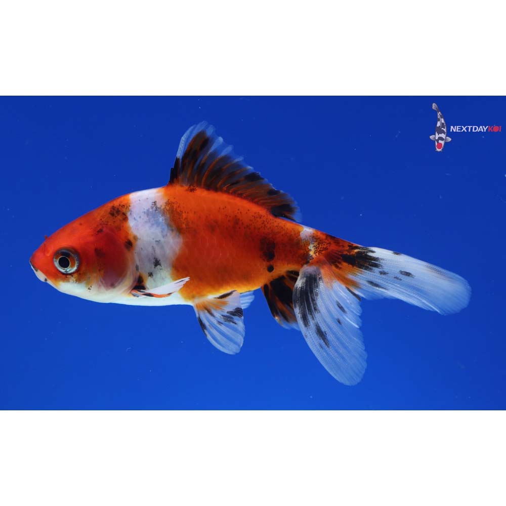 4” Imported Calico Wakin