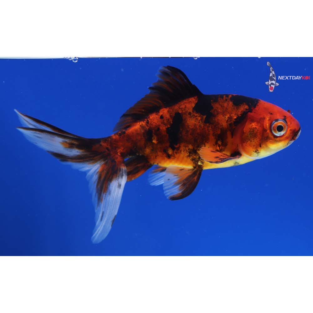 4” Imported Calico Wakin