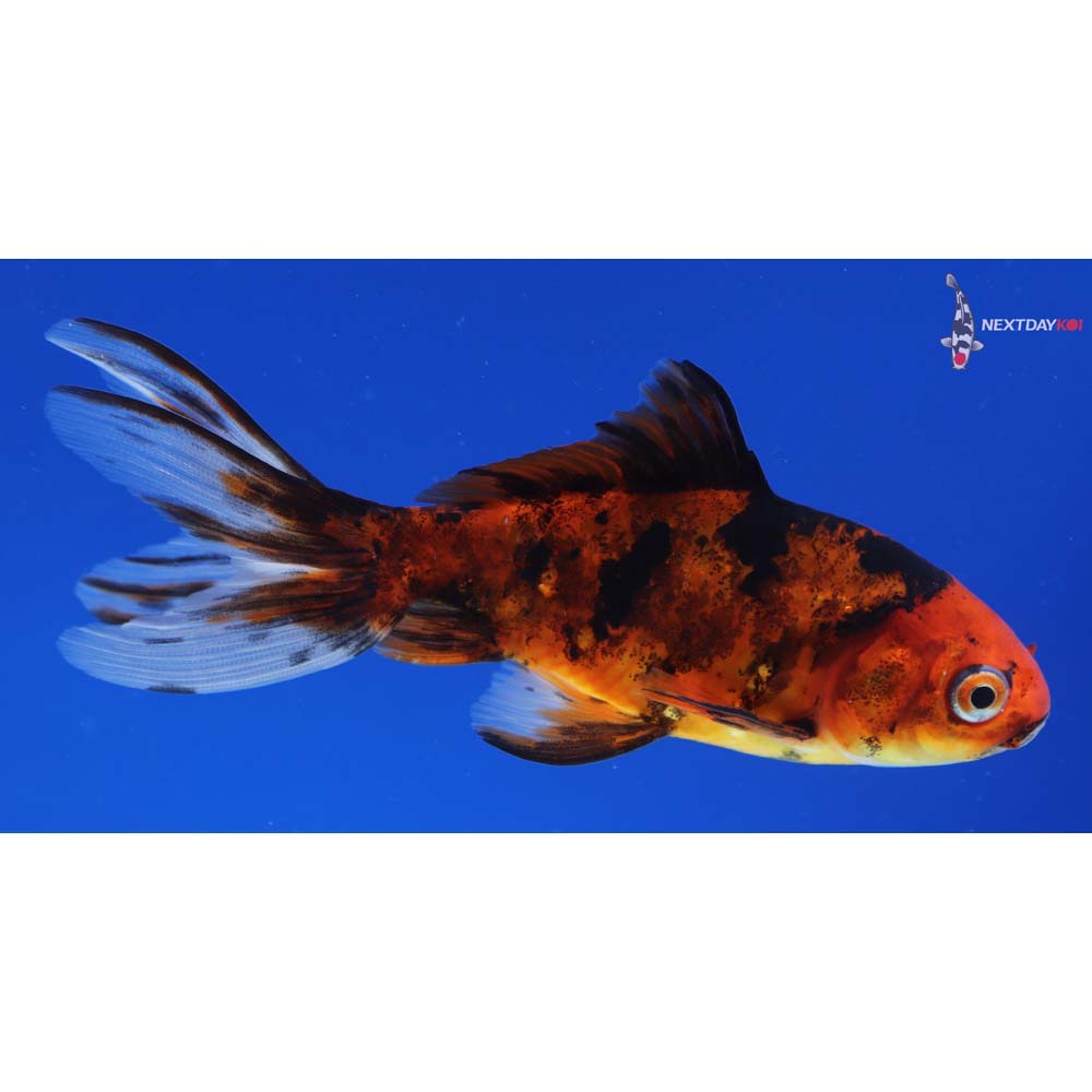 4” Imported Calico Wakin