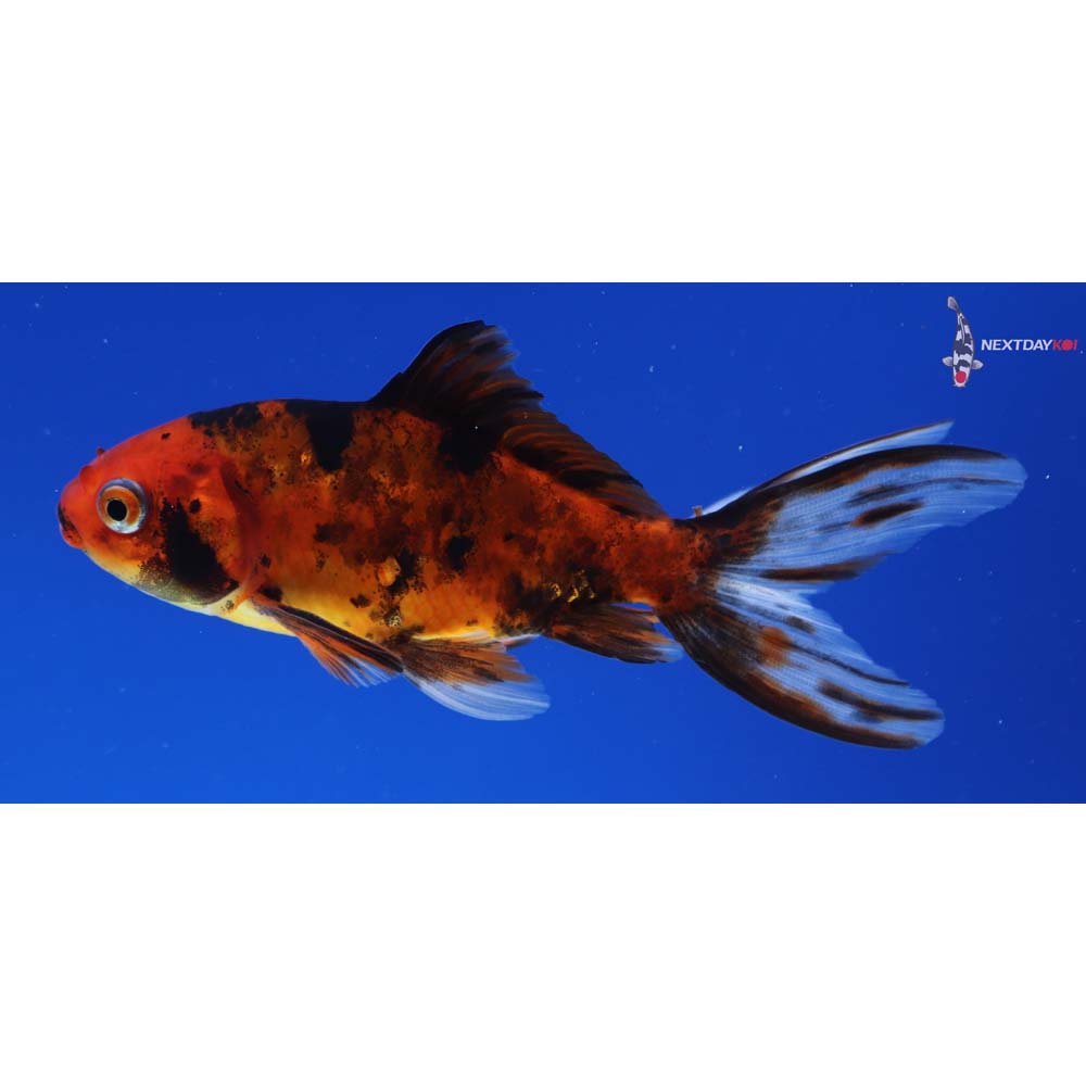 4” Imported Calico Wakin