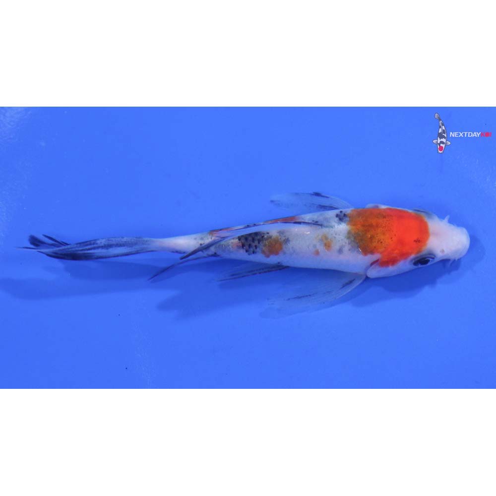 3.5” Imported Sanke Butterfly Koi