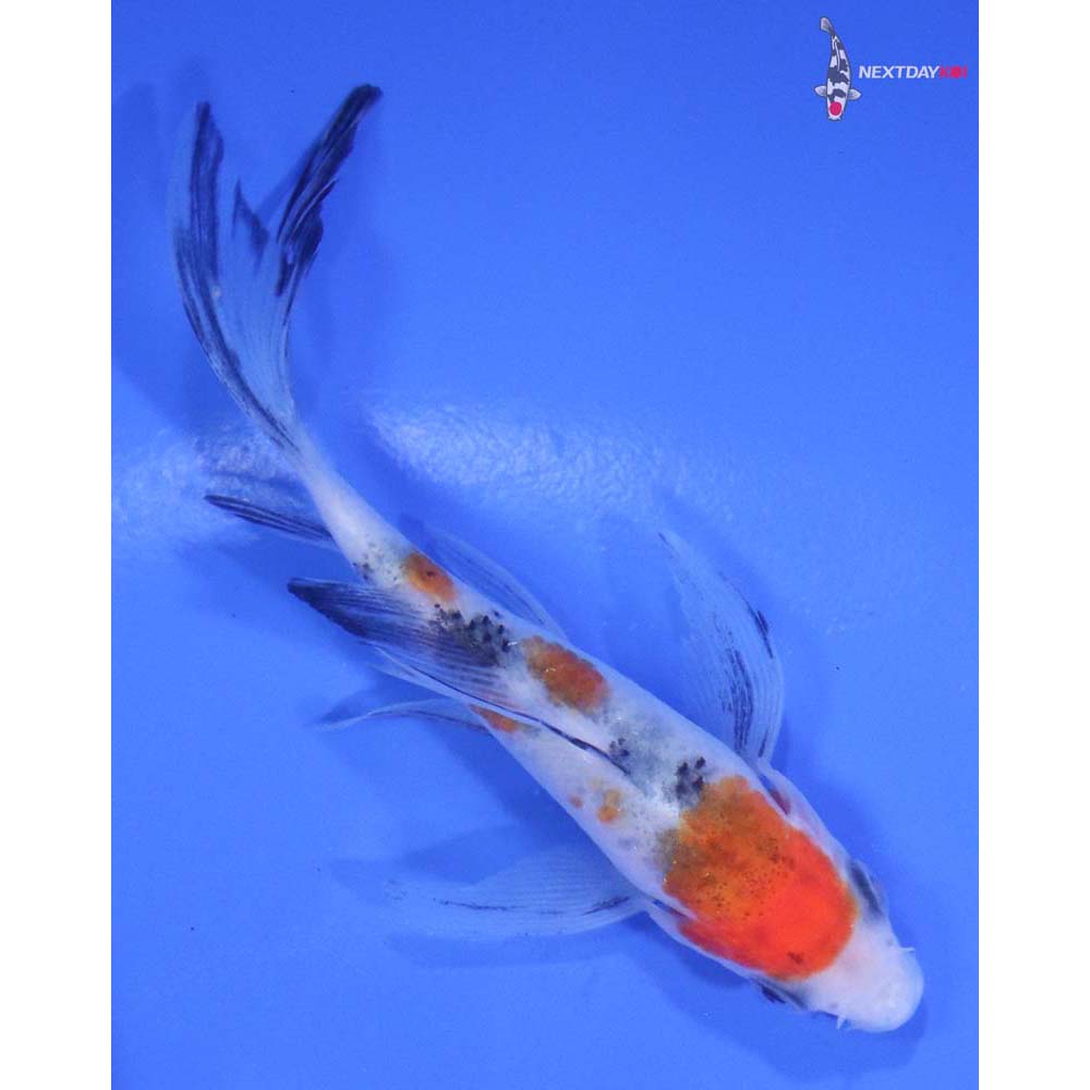 3.5” Imported Sanke Butterfly Koi
