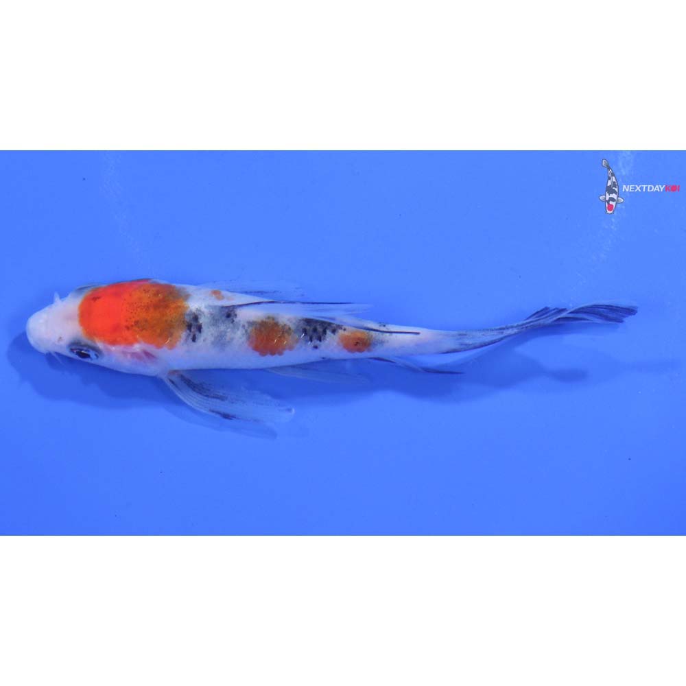 3.5” Imported Sanke Butterfly Koi