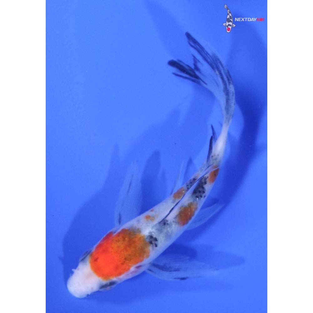 3.5” Imported Sanke Butterfly Koi