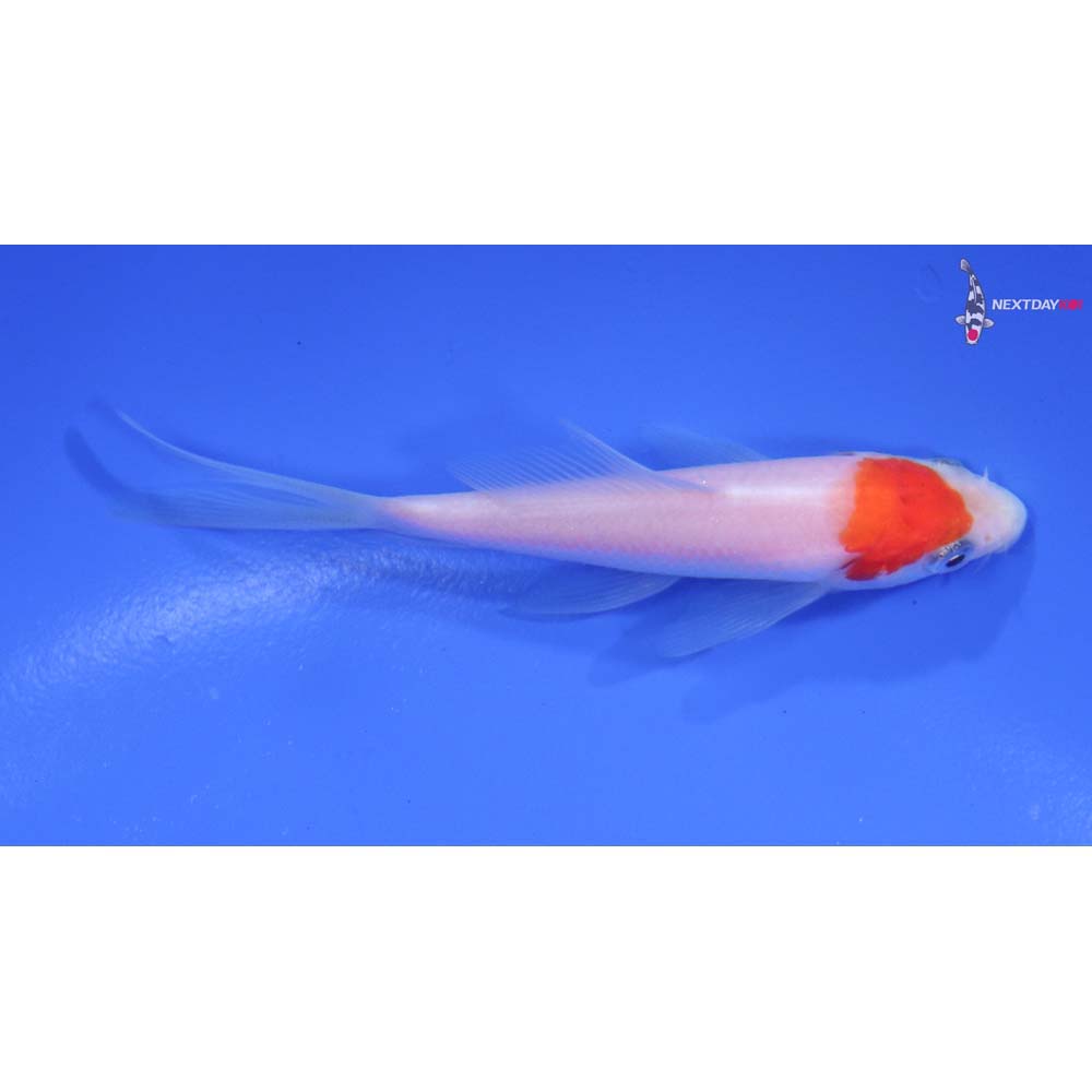 3.5” Imported Kohaku Butterfly Koi