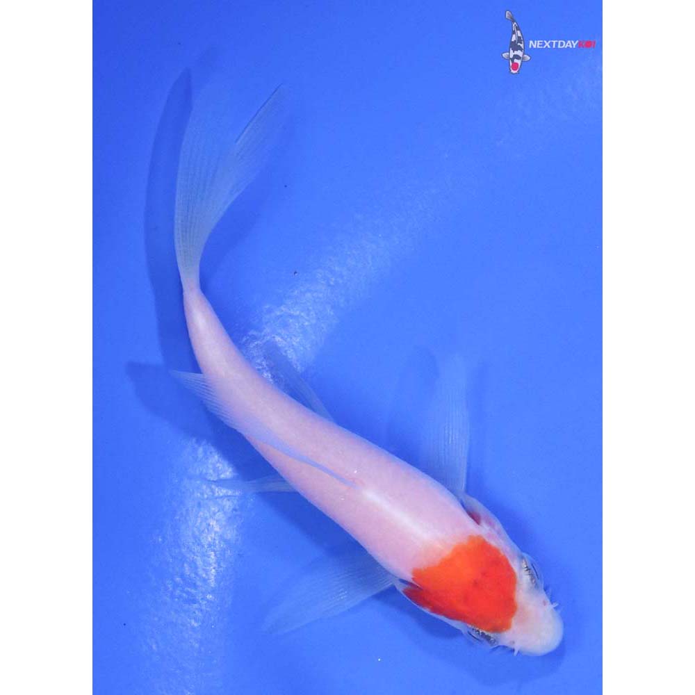 3.5” Imported Kohaku Butterfly Koi