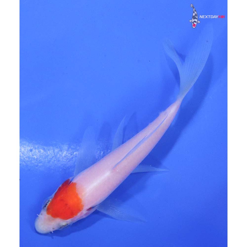 3.5” Imported Kohaku Butterfly Koi