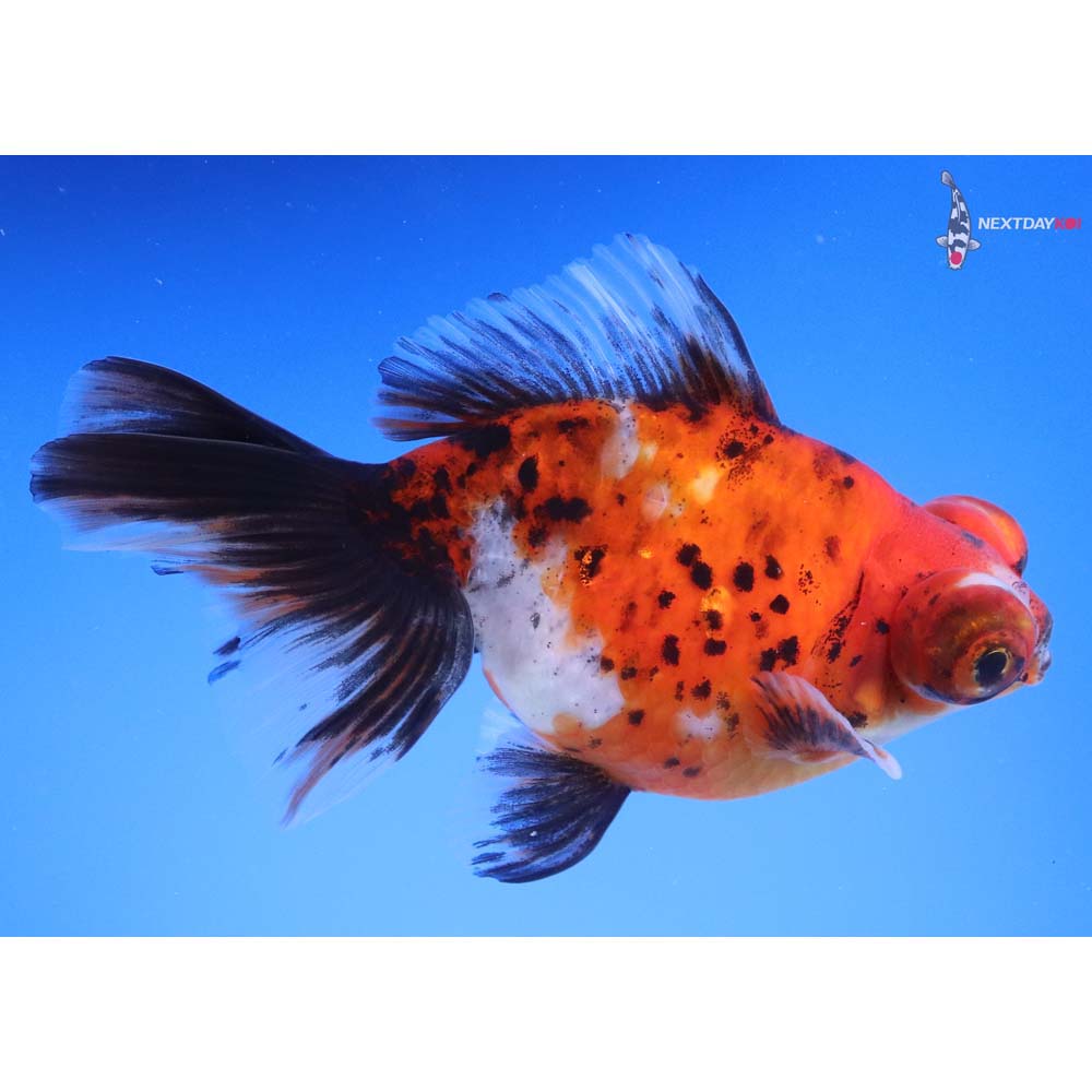 4.5” Imported Calico Butterfly Tail