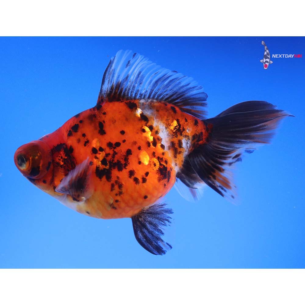 4.5” Imported Calico Butterfly Tail