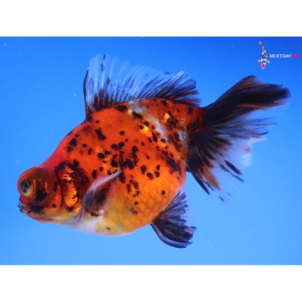 4.5” Imported Calico Butterfly Tail