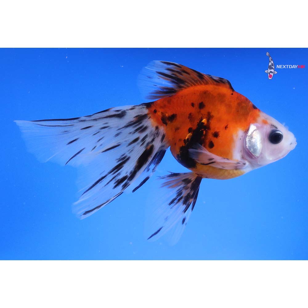 5.5” Imported Calico Ryukin