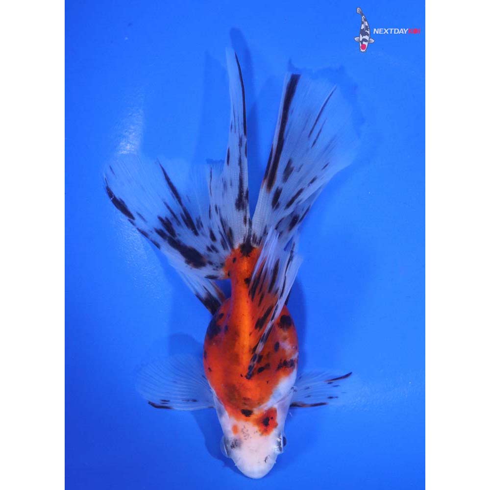 5.5” Imported Calico Ryukin