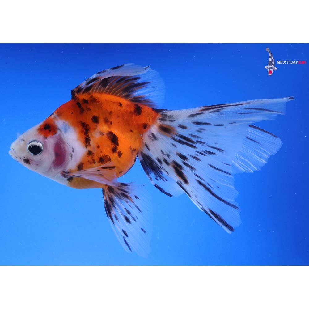 5.5” Imported Calico Ryukin