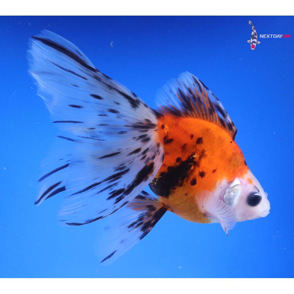 5.5” Imported Calico Ryukin