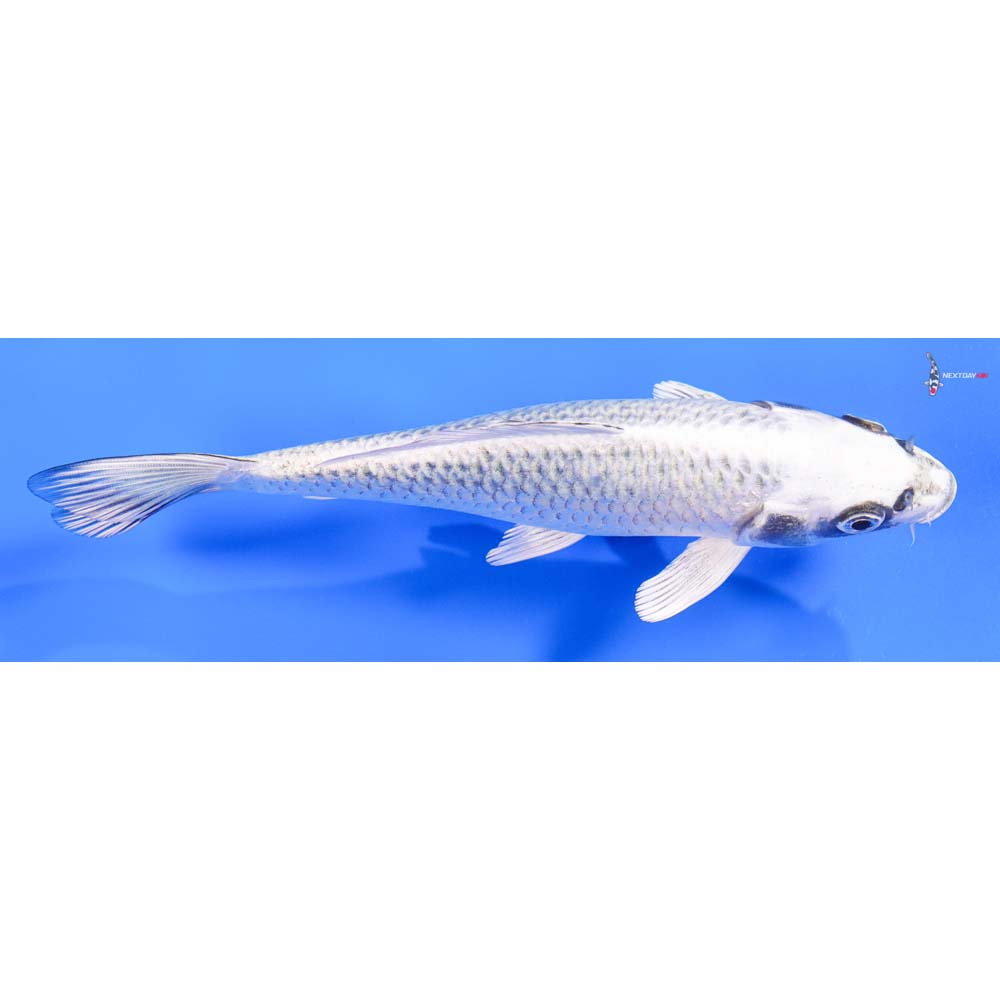 7” Imported Gin Matsuba