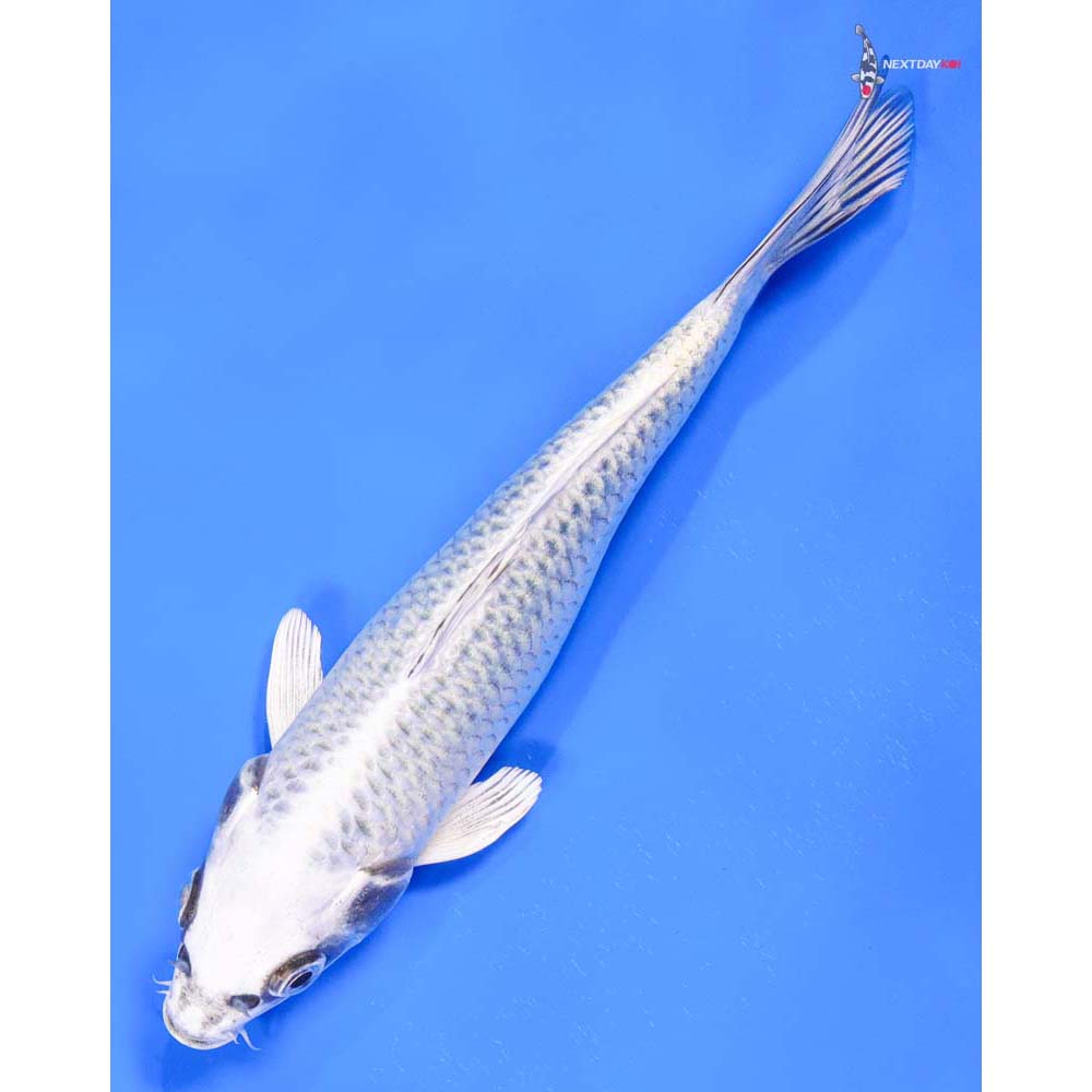 7” Imported Gin Matsuba