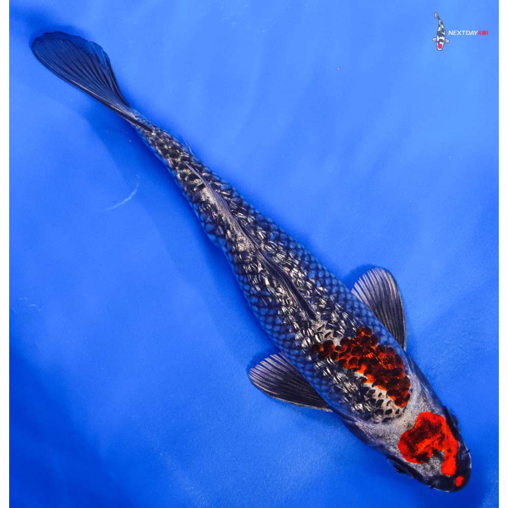 7.5” Imported Gin Rin Kujaku